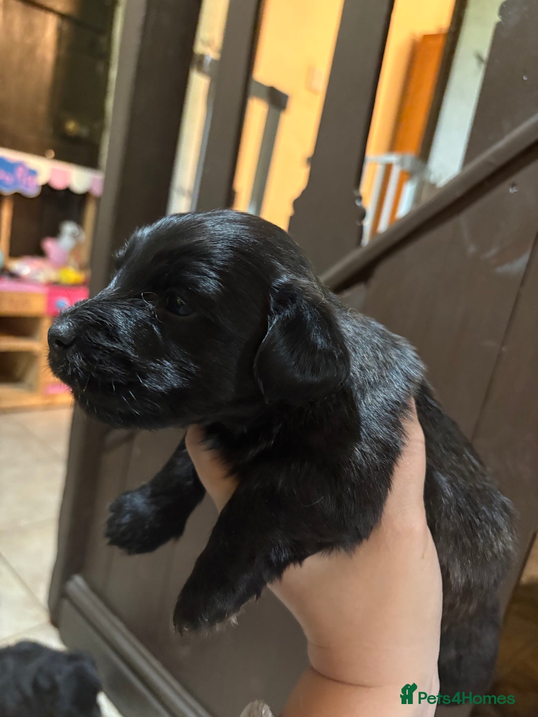Skye Terrier dogs for sale: Skye terrier puppies lovely chunky rare breed pups - Image 30