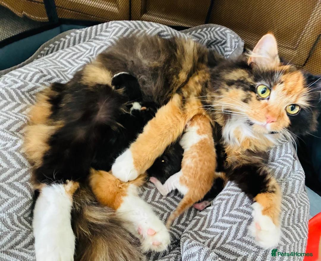 Mixed Breed cats for sale: Mixed breed kittens in Barnstaple - Advert 1