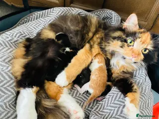 Mixed Breed cats Mixed breed kittens - Advert 4