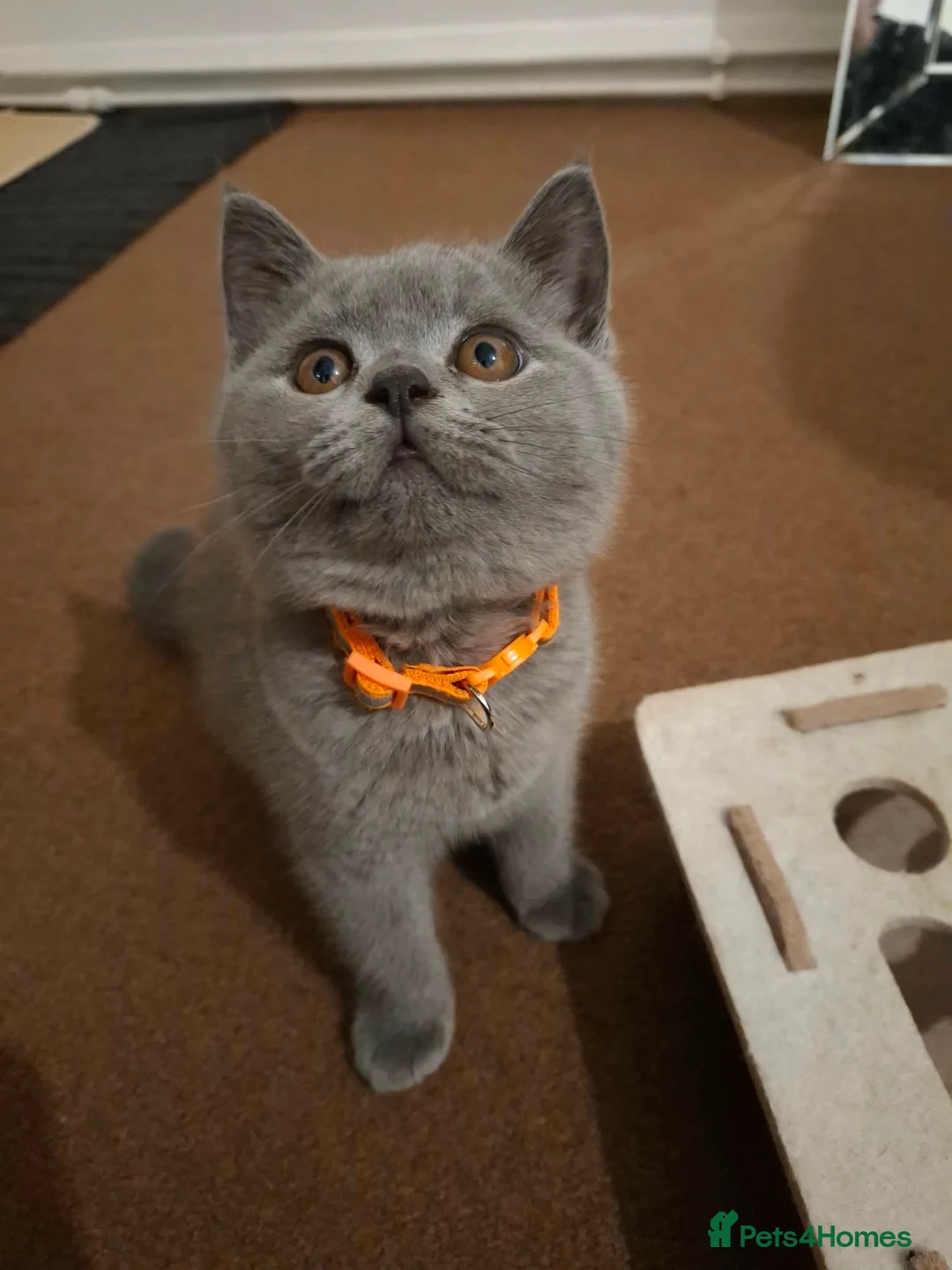 British Shorthair cats for sale: British shorthair kittens  - Advert 1