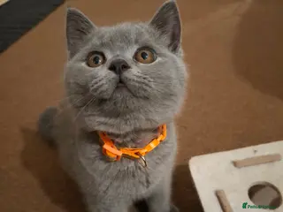 British Shorthair cats British shorthair kittens - Advert 5