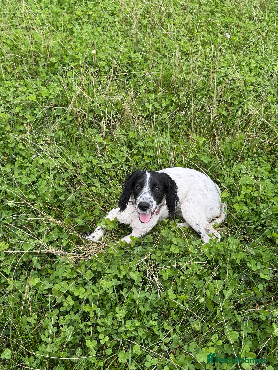 Cockapoo dogs for sale: 5 MONTH OLD F1B COCKAPOO FOR REHOME - Image 4