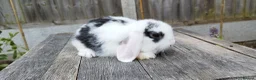 Mini Lop rabbits for sale: Mini Lop bunnies Pure Breed  - Advert 7