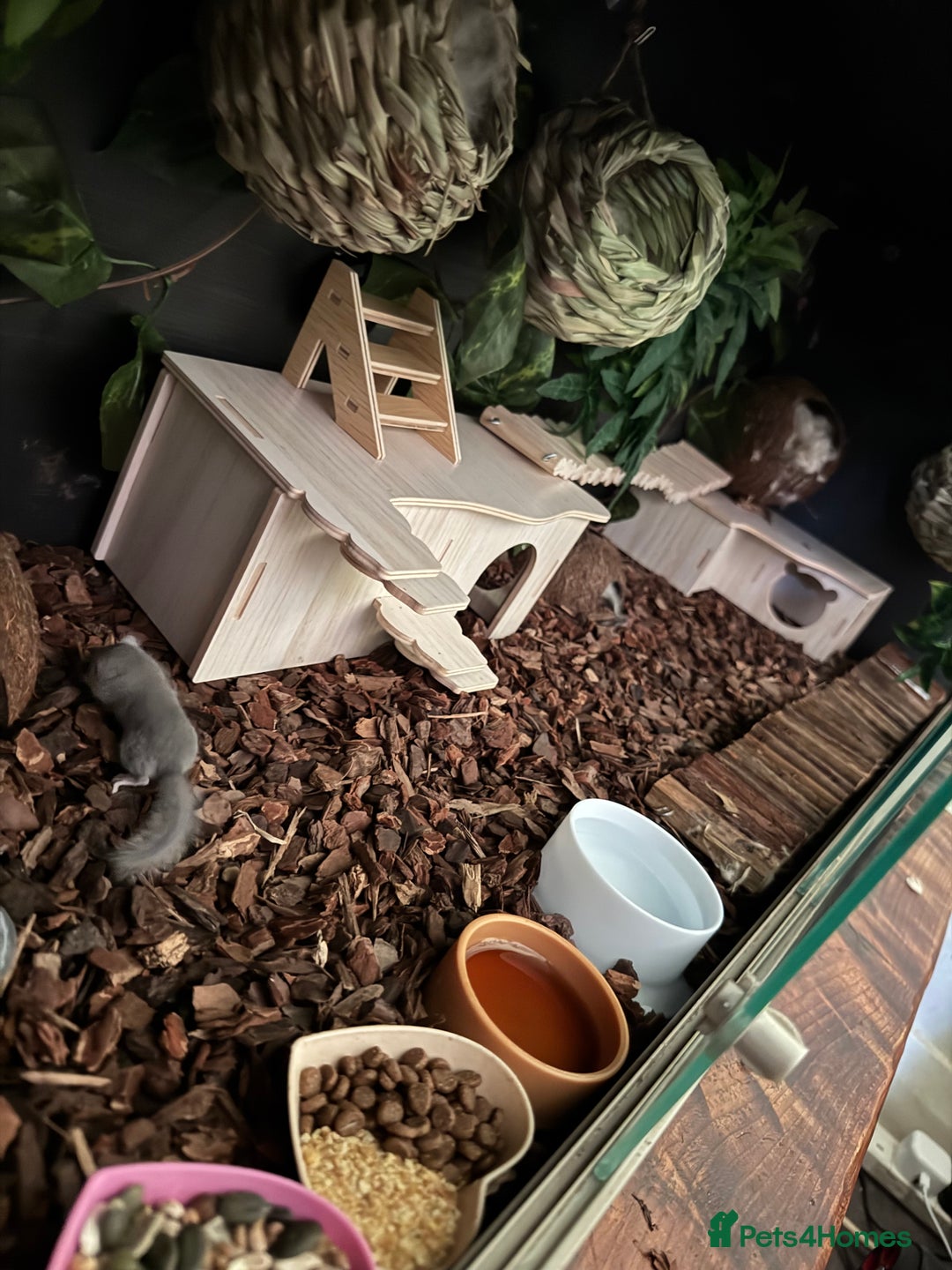 Mouse rodents for sale: African Pygmy Dormice (micro squirels)  - Image 6