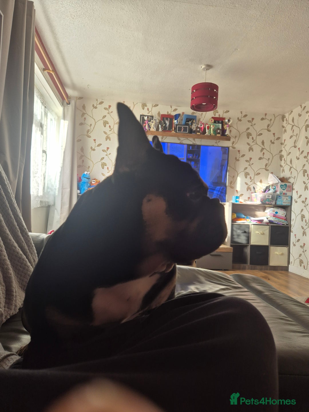 Mixed Breed dogs for sale: French bulldog  - Image 2