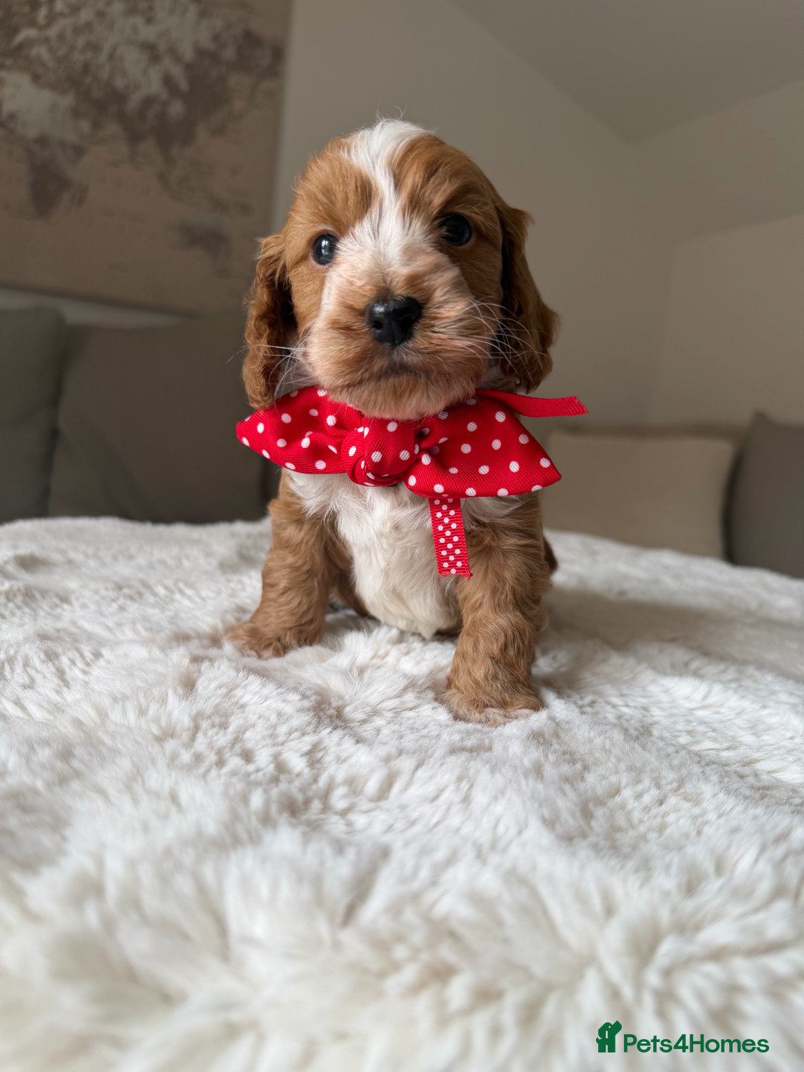 Cockapoo dogs Stunning Abstract Markings F1 Cockapoos - Advert 4