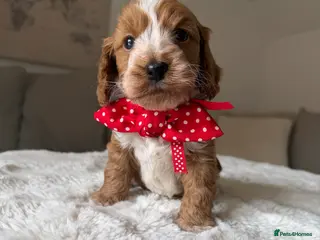 Cockapoo dogs Stunning Abstract Markings F1 Cockapoos - Advert 4