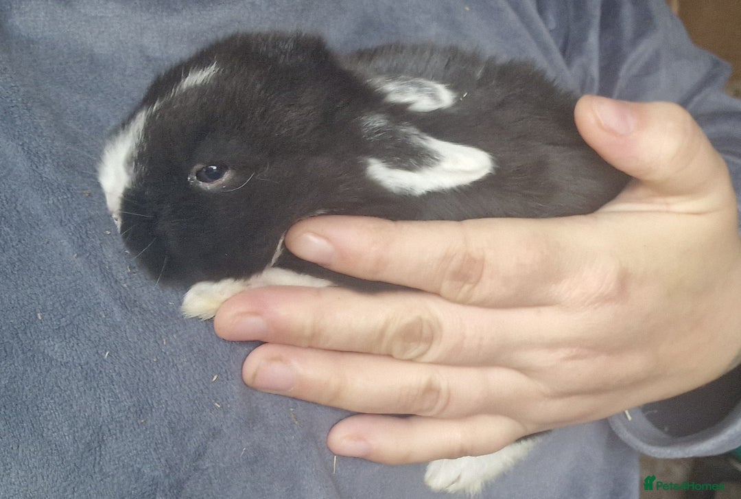 Mini Lop rabbits for sale: Mini lops  - Advert 3
