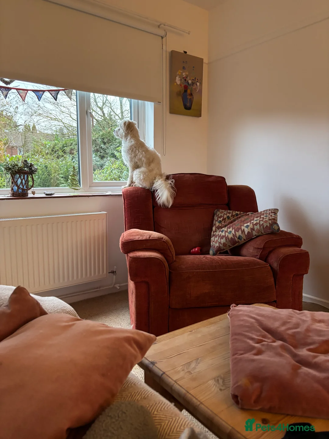 Mixed Breed dogs for sale: Zeus Exceptional Maltese x Whippet   - Advert 10