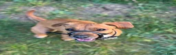 Mixed Breed dogs for sale: Beagle X Patterdale  in Devizes - Advert 1