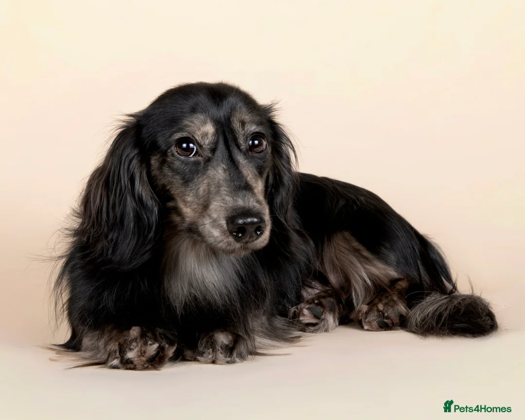 Miniature Dachshund dogs for stud: KC Reg Health Tested L/H Black & Cream Brindle - Advert 3