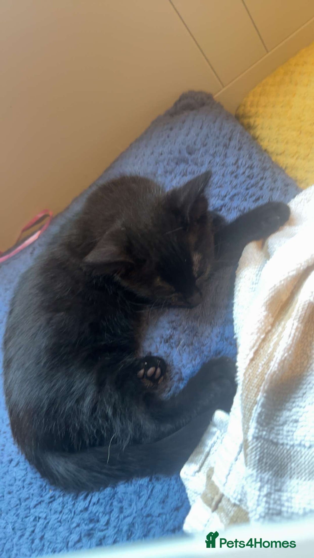 Mixed Breed cats for sale: Kittens - Advert 3