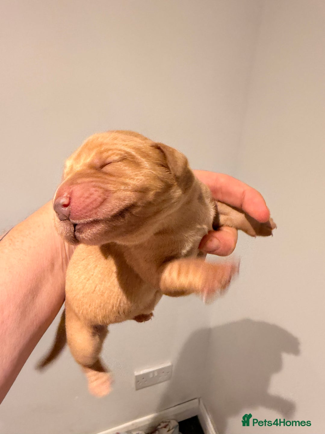 Labrador Retriever dogs for sale: Lab puppies - Advert 4