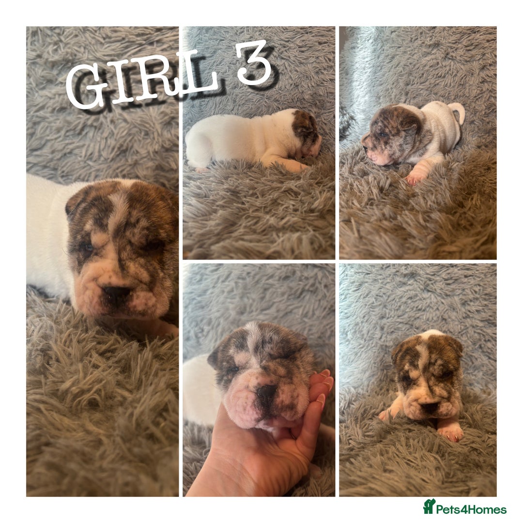 Shar Pei dogs for sale: SHAR PEI PUPS READY NOW - Advert 7