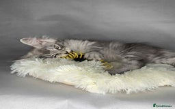 Maine Coon cats for sale: GCCF Black Smoke Maine Coon Kitten.  - Image 23