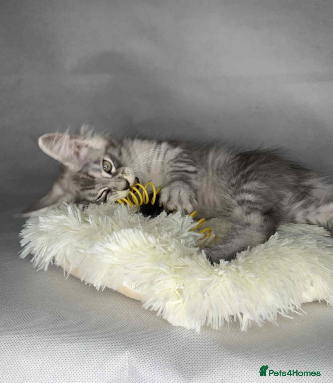 Maine Coon cats for sale: GCCF Black Smoke Maine Coon Kitten.  - Image 23