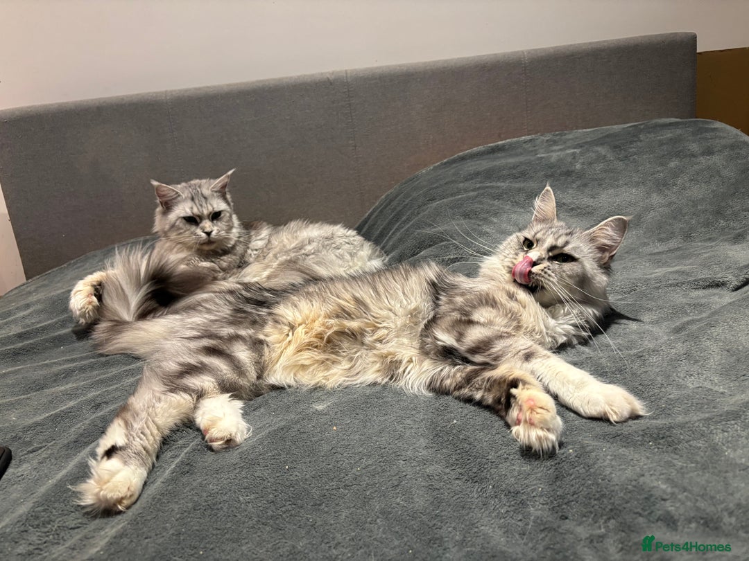 Maine Coon cats for sale: Attention Please ‼️ - Advert 9