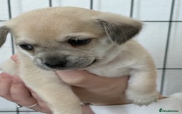 Chiweenie dogs for sale: 6 Beautiful Chiweenie Puppies *Reduced* - Advert 21