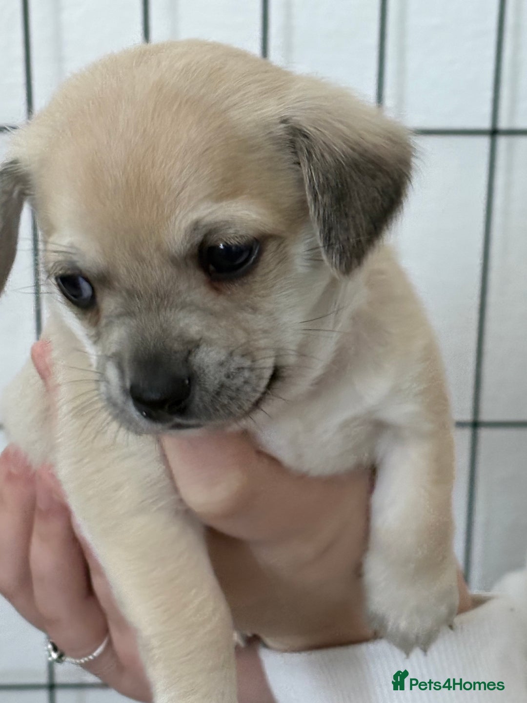 Chiweenie dogs for sale: 6 Beautiful Chiweenie Puppies *Reduced* - Advert 21