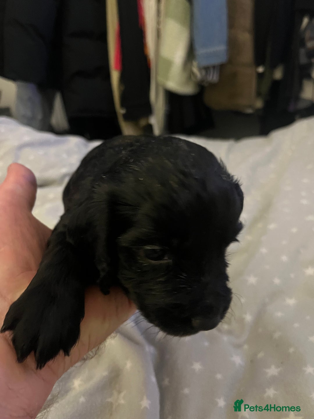 Mixed Breed cats for sale: SPROCKER SPANIEL PUPPIES  - Advert 7