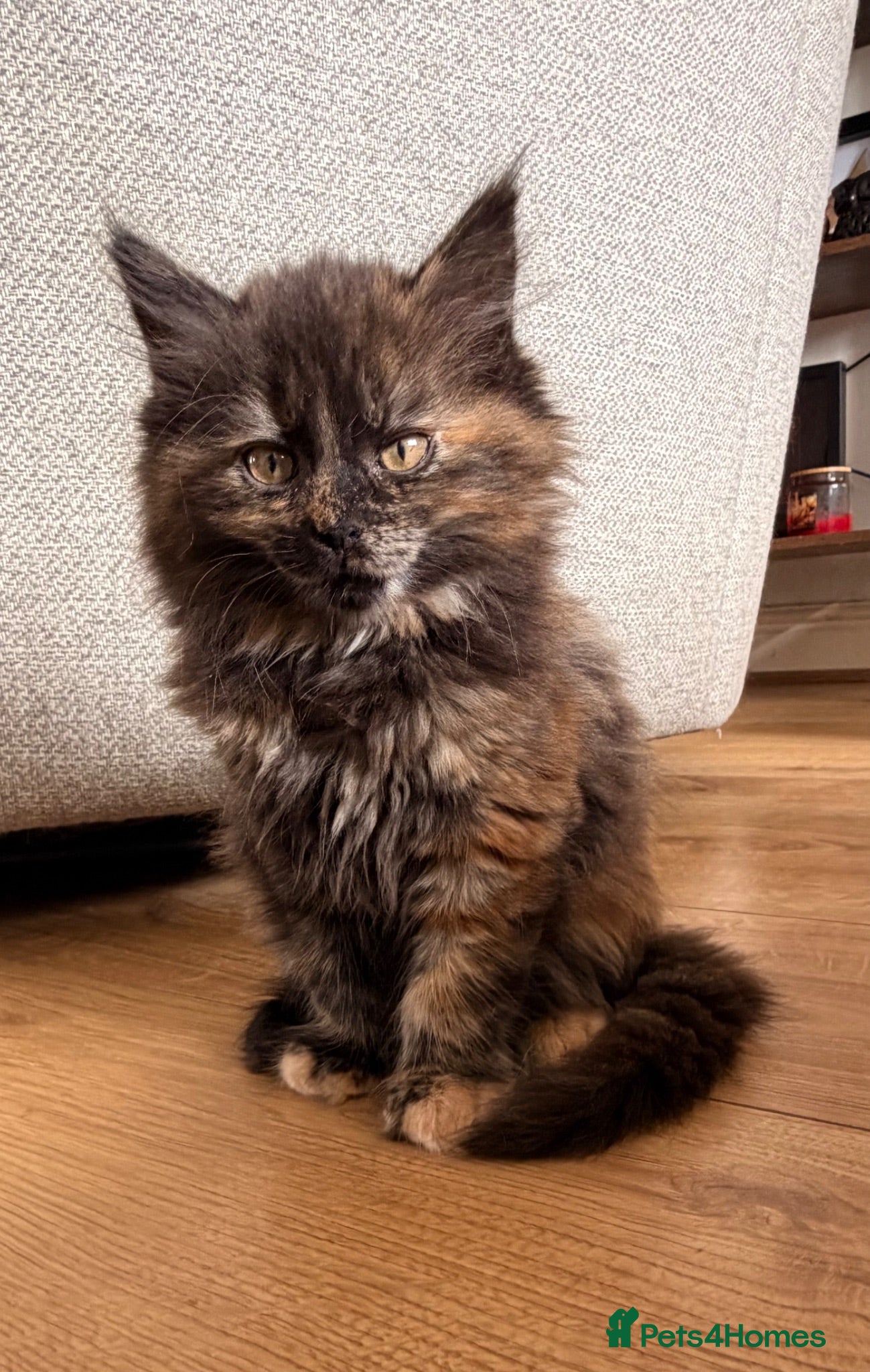Maine Coon cats Beautiful Maine coon x BSH - Advert 1