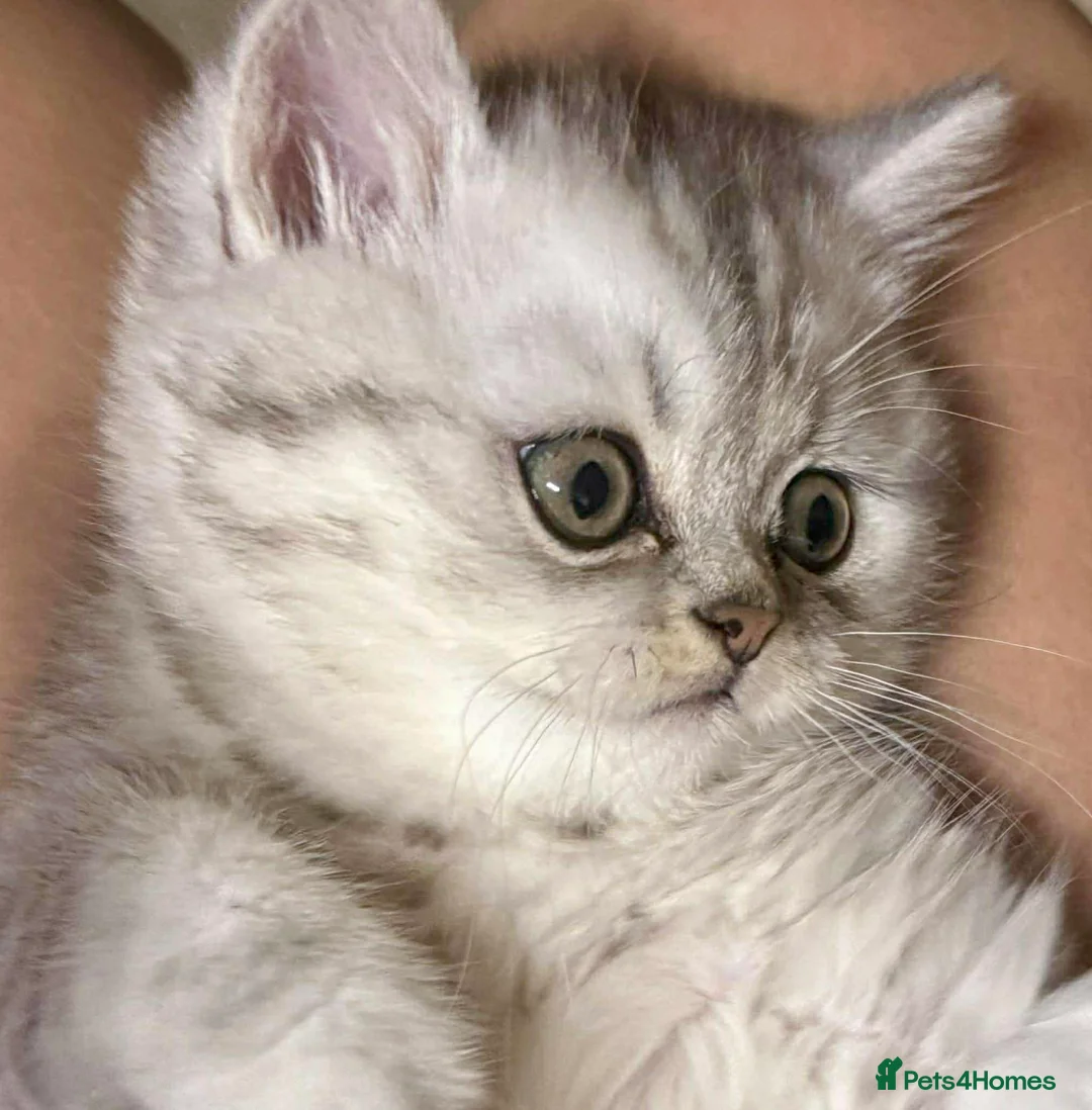 British Shorthair cats for sale: Beautiful kitten ready to go to a loving home - Advert 4