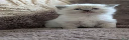 Ragdoll cats for sale: Six WK old Ragdoll kittens - Advert 9