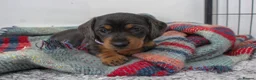 Dachshund dogs for sale: 5 Miniature Dachshund Puppies for rehoming  - Advert 1
