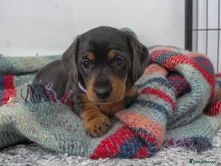 Dachshund dogs 5 Miniature Dachshund Puppies for rehoming - Advert 1