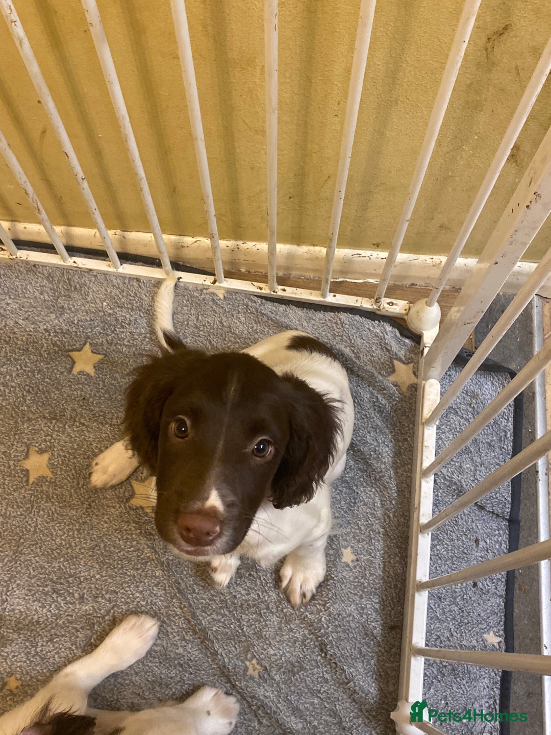 English Springer Spaniel dogs for sale: English springer spaniels - Advert 5