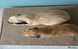 Guinea Pig rodents for sale: Californian Male Bonded pairs - Image 8