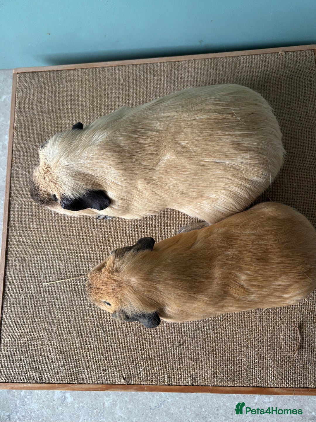 Guinea Pig rodents for sale: Californian Male Bonded pairs - Image 8