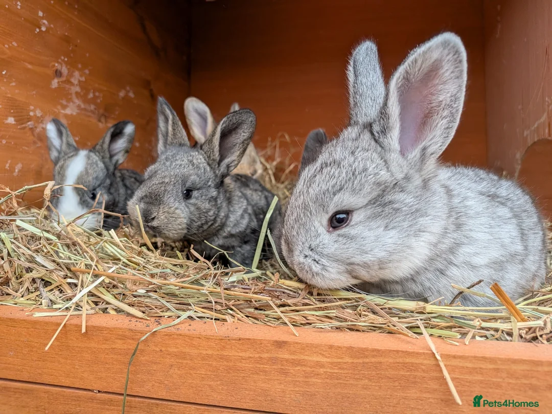 Continental Giant rabbits for sale: Continental giants - Advert 1