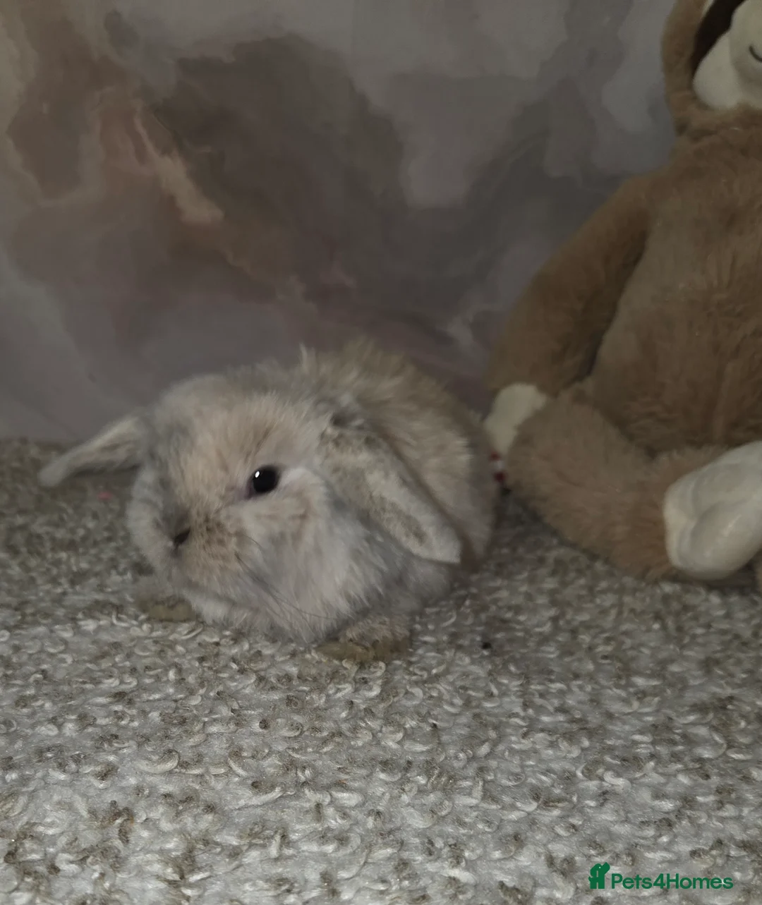 Mini Lop rabbits for sale: PURE MINI LOP BUNNIES ( All COLOURS) - Advert 35