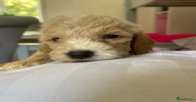Cockapoo dogs - Advert 13