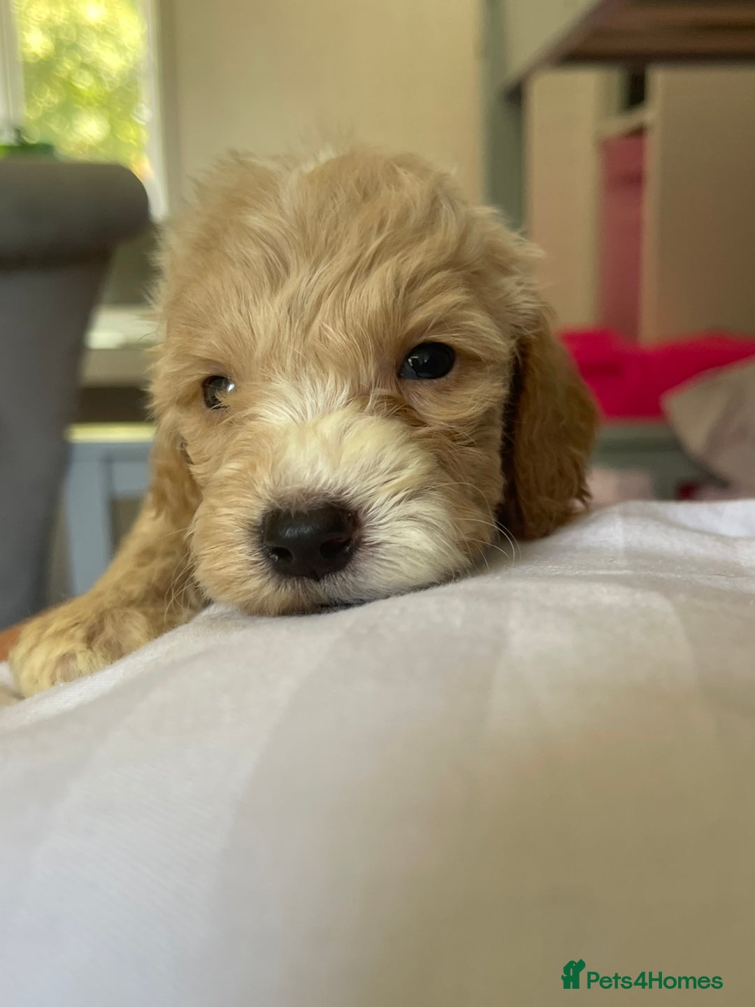 Cockapoo dogs for sale: Cockapoo puppies  - Image 29
