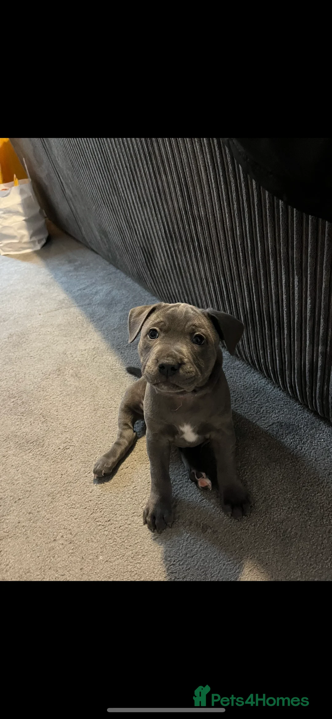 Staffordshire Bull Terrier dogs for sale: Gorgeous staffy for sale  - Advert 3