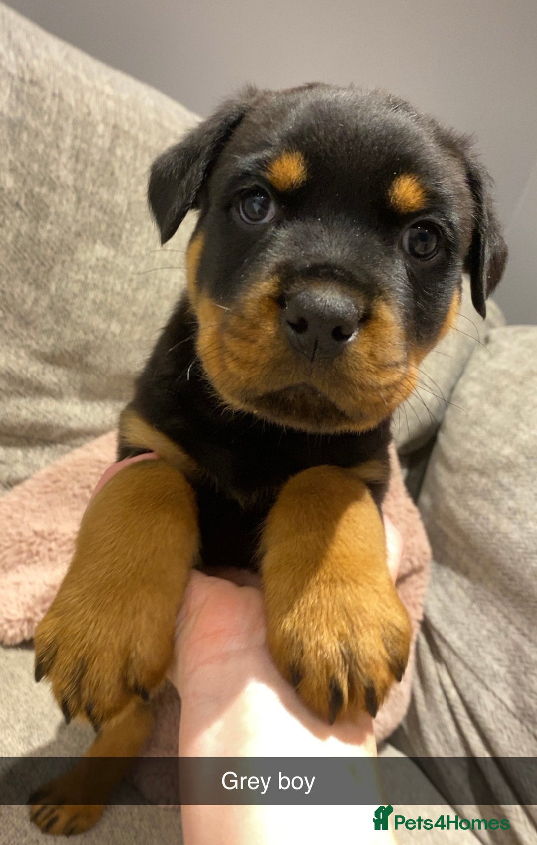 Rottweiler dogs for sale: KC Rottweiler puppies ready 16/11/25 - Image 13