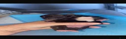 Mixed Breed dogs for sale: Patterdale X Shih Zu Puppies🩵🩷 in Halesowen - Advert 16