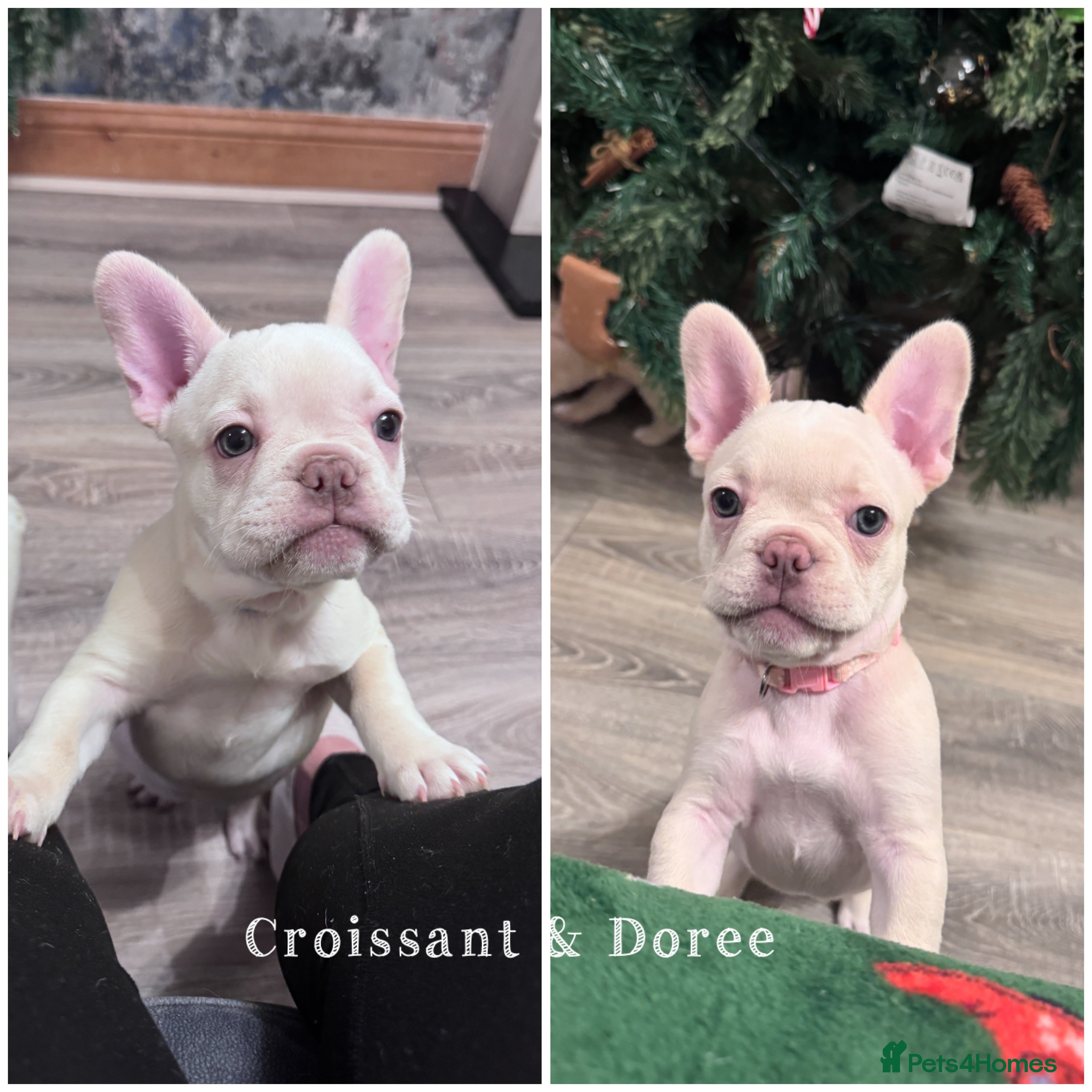 French Bulldog dogs REDUCED to £1400 - KC Reg French Bulldogs - Advert 2