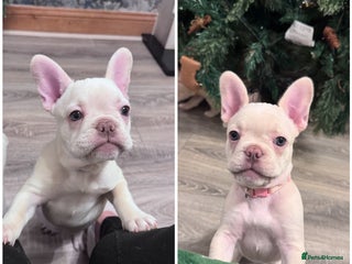 French Bulldog dogs REDUCED to £1400 - KC Reg French Bulldogs - Advert 17