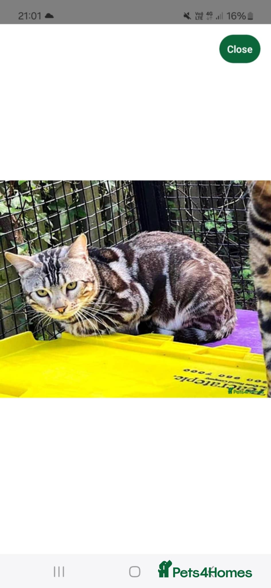 Bengal cats Import Linage Silver Blue carrier stud - Advert 1
