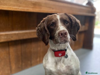 English Springer Spaniel dogs KC Registered English Springer Spaniel Female Pups - Advert 1