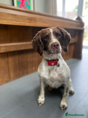 English Springer Spaniel dogs KC Registered English Springer Spaniel Female Pups - Advert 1