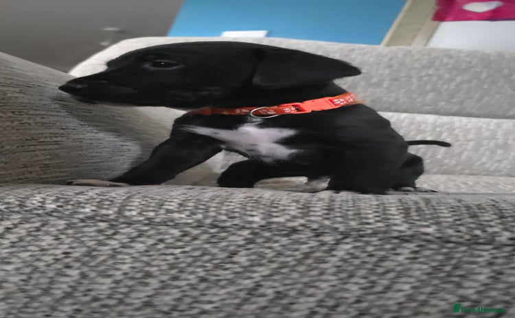 Mixed Breed dogs - Advert 9