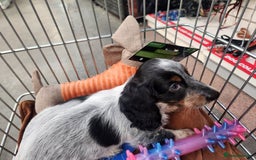Dachshund dogs for sale: Stunning Dachshund Puppies  - Image 24