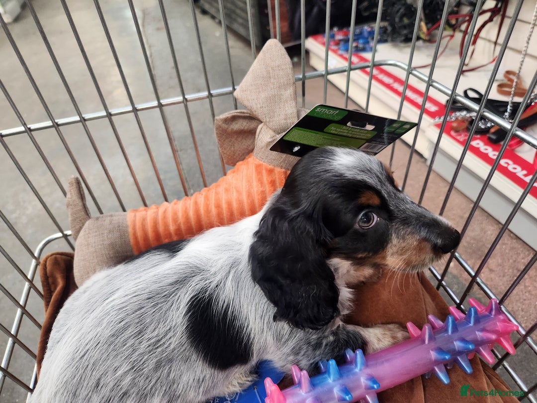Dachshund dogs for sale: Stunning Dachshund Puppies  - Image 24