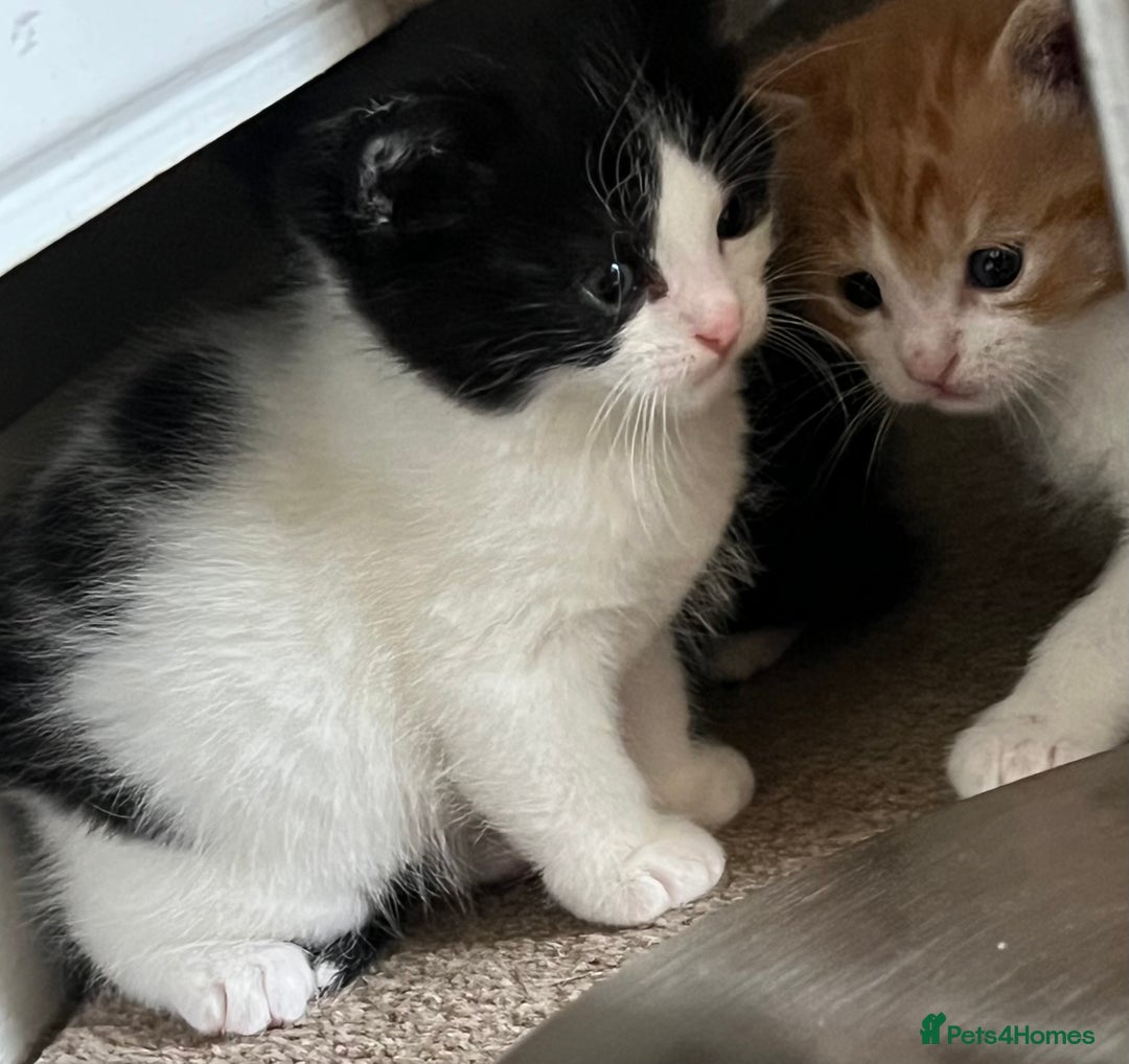 Mixed Breed cats for sale: A Surprise Litter. Dot’s first and last!  - Advert 31