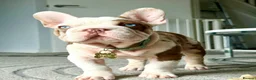 French Bulldog dogs for sale: Looking for a lap in Huntingdon - Advert 2
