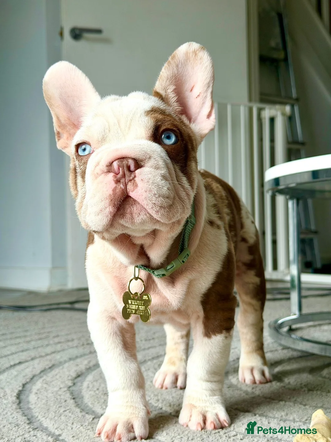 French Bulldog dogs for sale: Looking for a lap in Huntingdon - Advert 2
